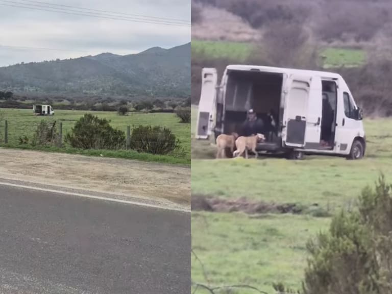 Denuncian que perros galgos fueron obligados a correr amarrados a un furgón en Casablanca
