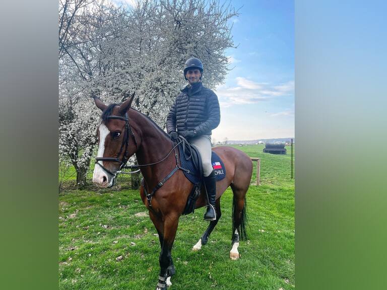 Chile pierde un cupo en la equitación de París 2024 por el fallecimiento de la yegua “Edén”