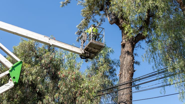 ¿Qué porcentaje de los cortes de luz se producen por ramas y árboles en Chile? El dato que motivó una campaña