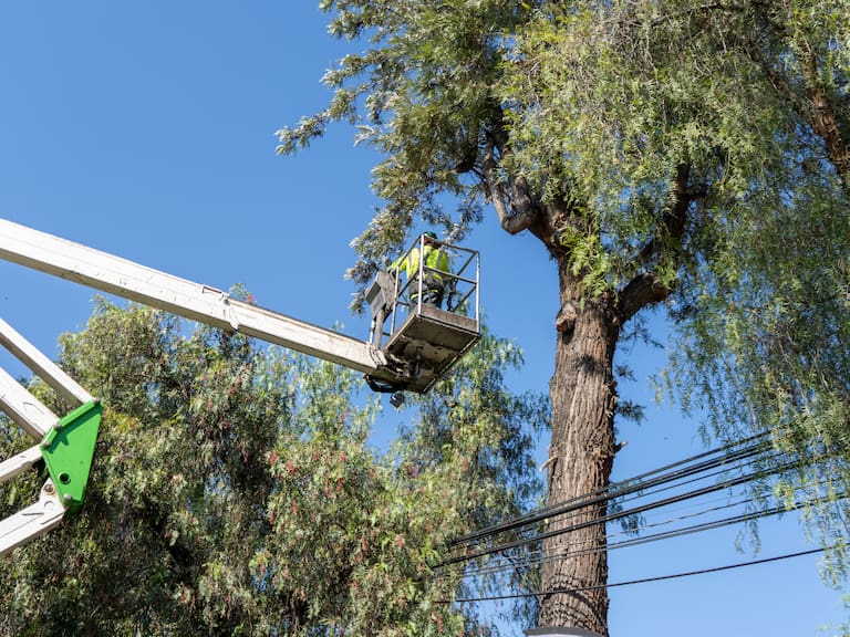 ¿Qué porcentaje de los cortes de luz se producen por ramas y árboles en Chile? El dato que motivó una campaña