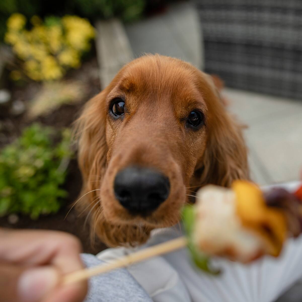 No toda la comida es un premio: los riesgos de alimentar a tu mascota con alimentos humanos