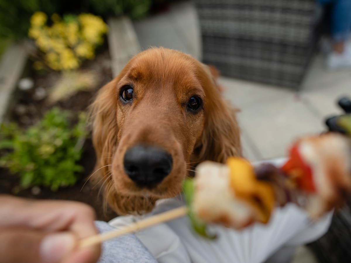 No toda la comida es un premio: los riesgos de alimentar a tu mascota con alimentos humanos