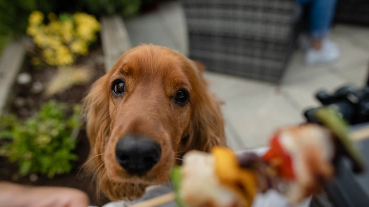 No toda la comida es un premio: los riesgos de alimentar a tu mascota con alimentos humanos