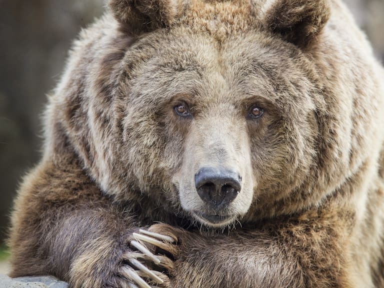 «Algo me mordió el trasero»: Mujer encuentra a un oso en una letrina de Alaska