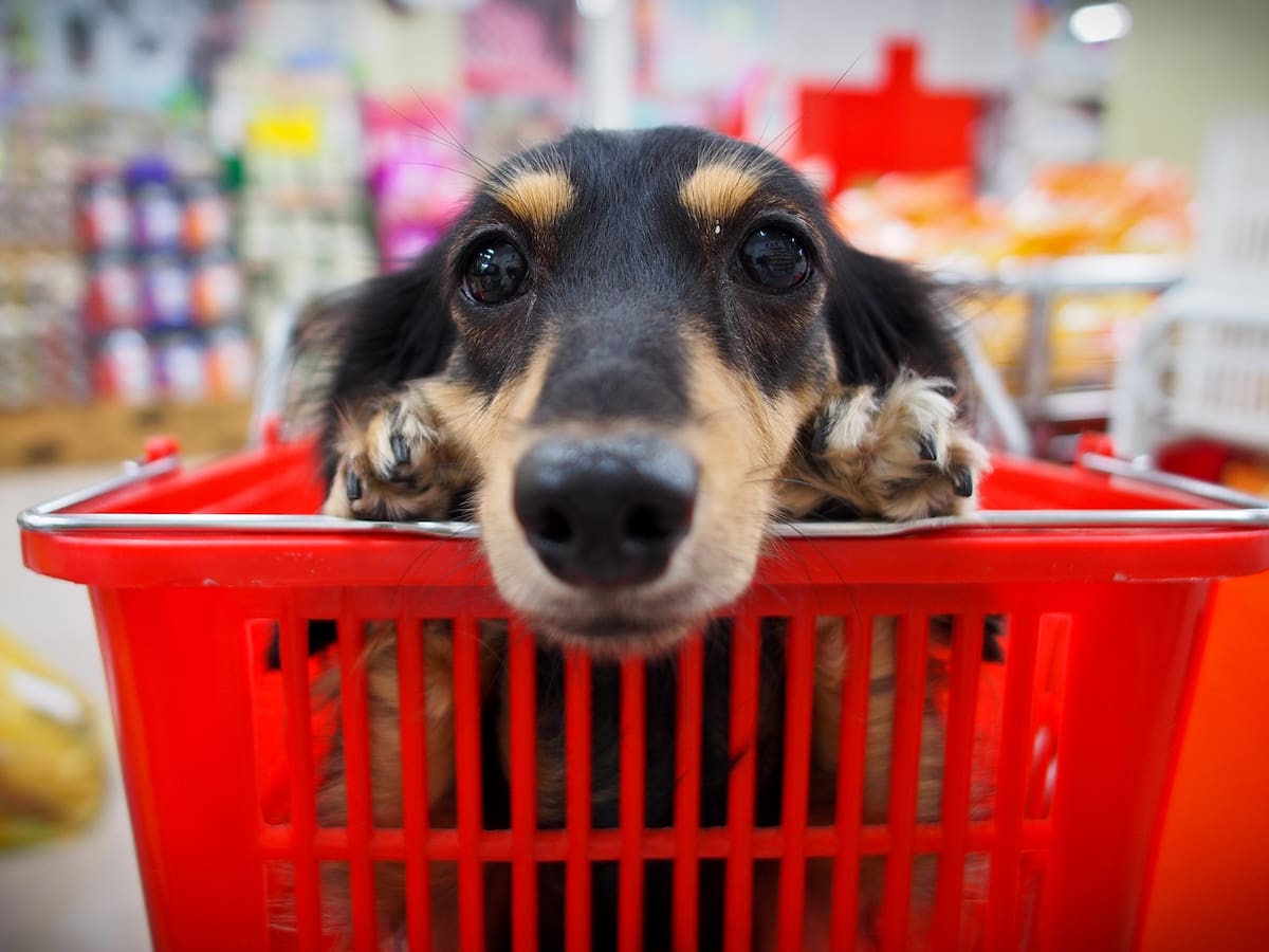 Reconocida tienda para mascotas acumula más de 1.500 reclamos en su contra: Sernac buscará compensación a los clientes