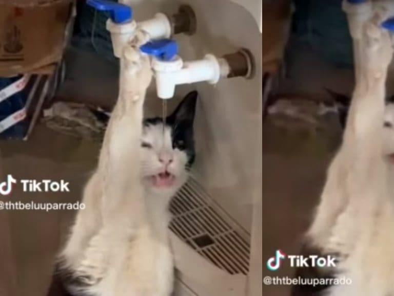 «Le gusta el agua fresquita»: Gato toma agua directamente del dispensador y se hace viral