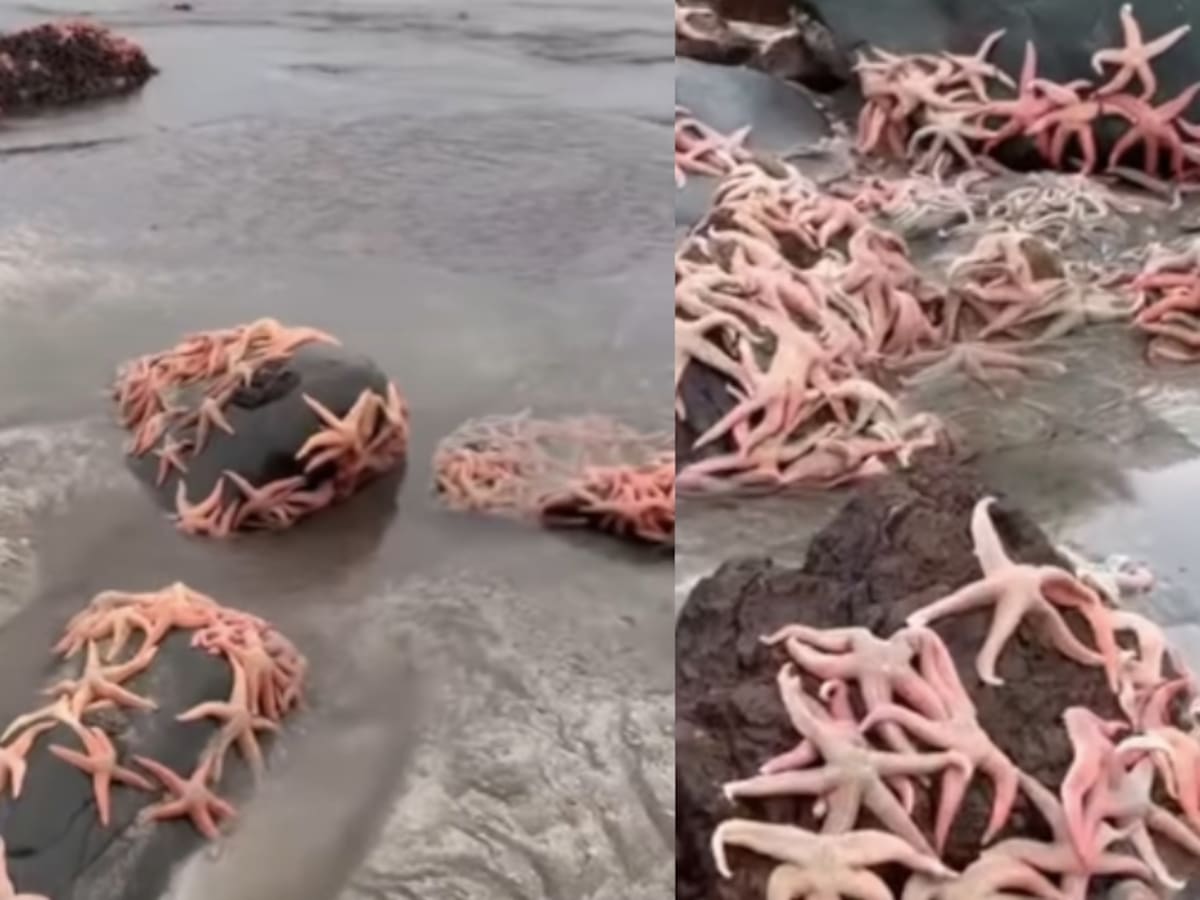 Vecinos reportan varazón de estrellas de mar en Pichilemu: autoridades llaman a no tocarlas