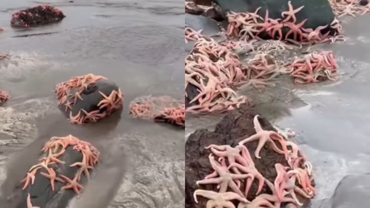 Vecinos reportan varazón de estrellas de mar en Pichilemu: autoridades llaman a no tocarlas
