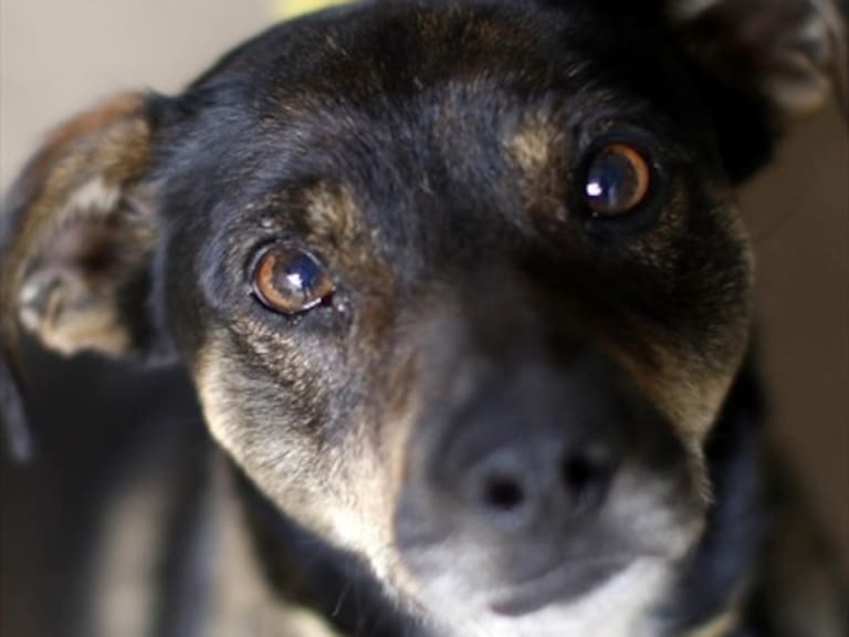 «Ley Cholito»: ¿Puedo inscribir a mi mascota sin un chip?