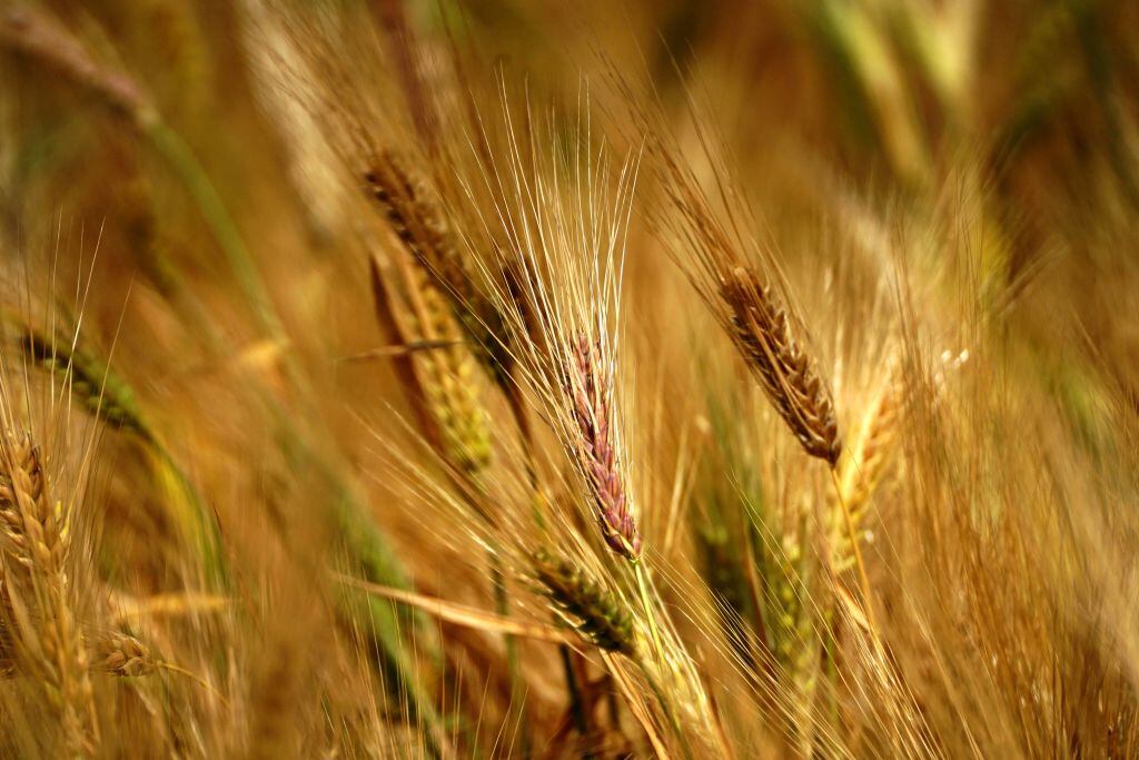 Espigas de Trigo en una granja ubicada en la India