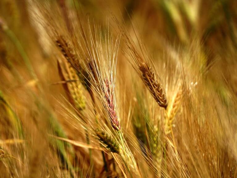 Espigas de Trigo en una granja ubicada en la India
