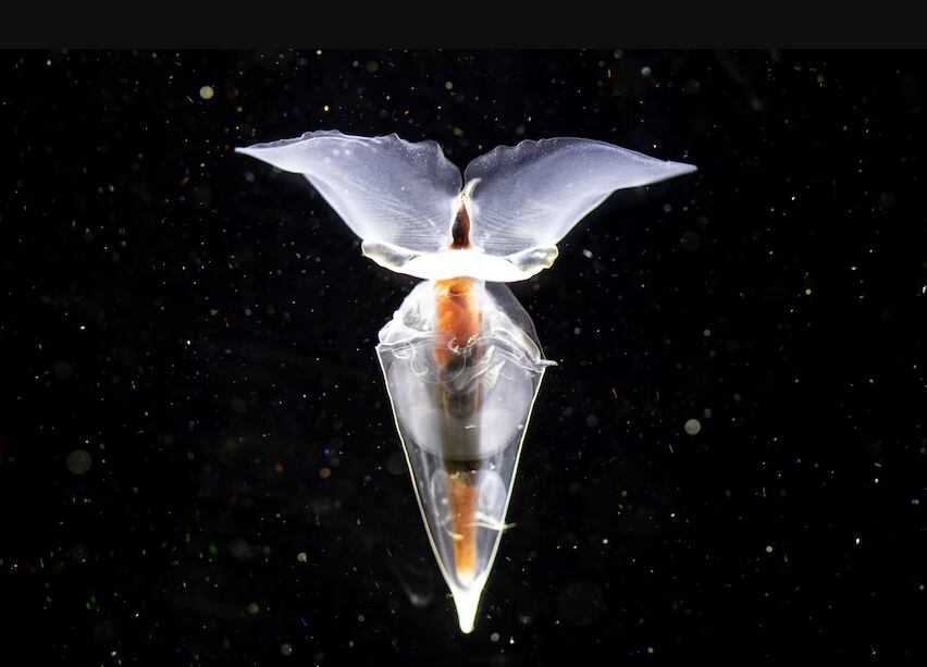 Nuevas especies