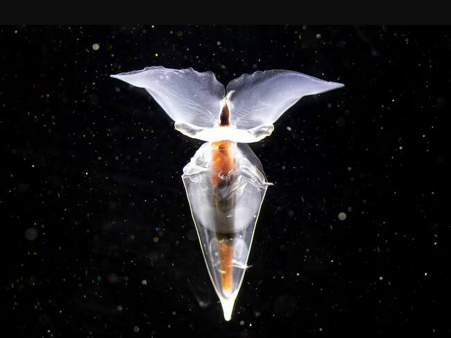 Nuevas especies