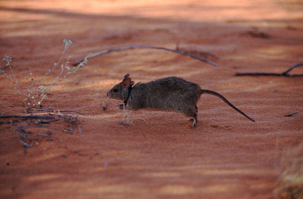 Ratones en Australia