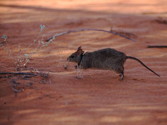 Ratones en Australia