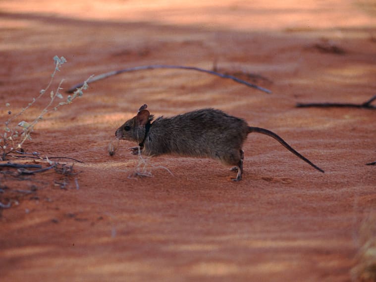 Ratones en Australia