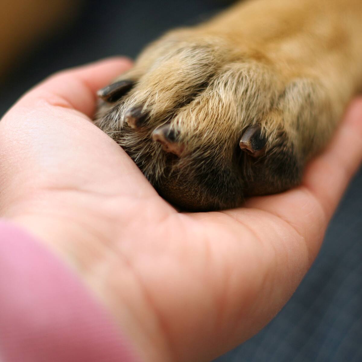 Hombre abandona a su perrita tras ser atropellada: rescatistas realizan colecta para costear su cirugía