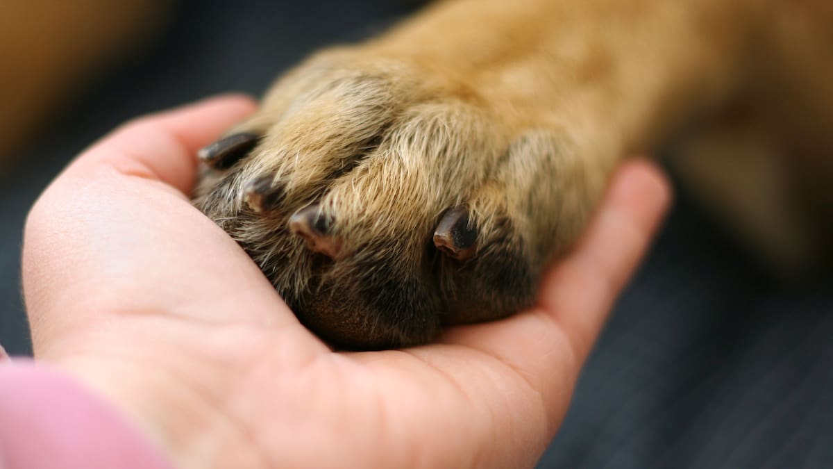 Investigan envenenamiento masivo de perros en Olmué: cerca de 10 fueron hallados muertos