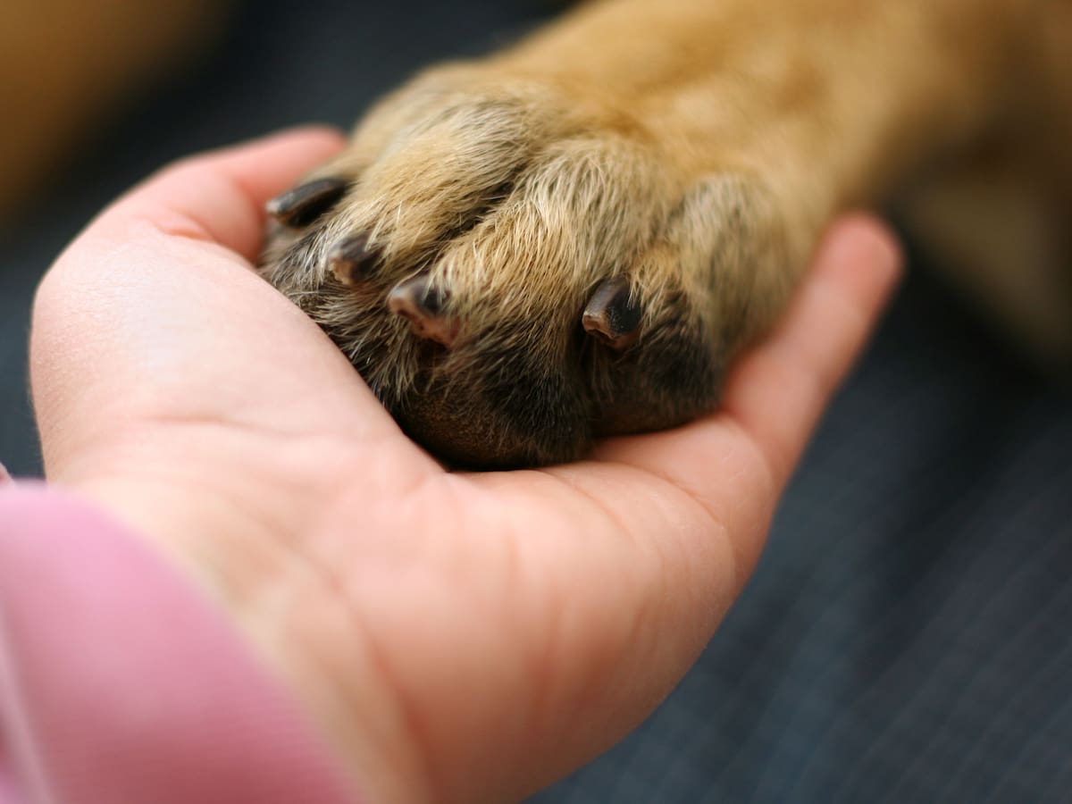 Hombre abandona a su perrita tras ser atropellada: rescatistas realizan colecta para costear su cirugía