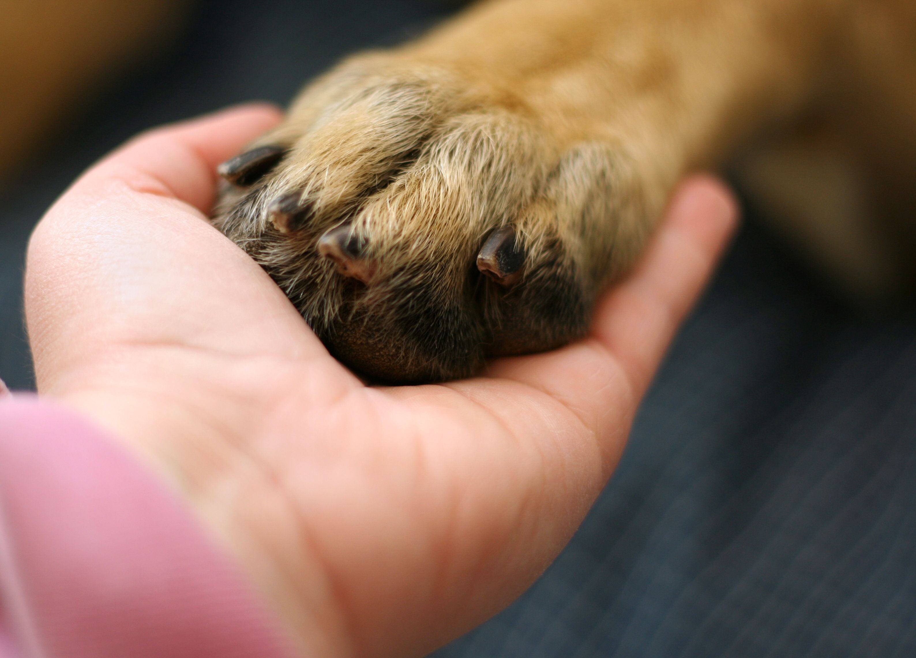 Investigan envenenamiento masivo de perros en Olmué: cerca de 10 fueron hallados muertos