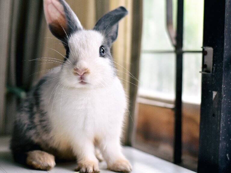 Horóscopo chino 2023: así sera el año del Conejo de Agua