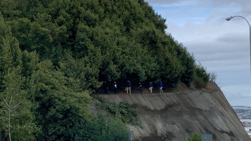 El frondoso bosque donde pesquisó la policía civil. / ADN.cl