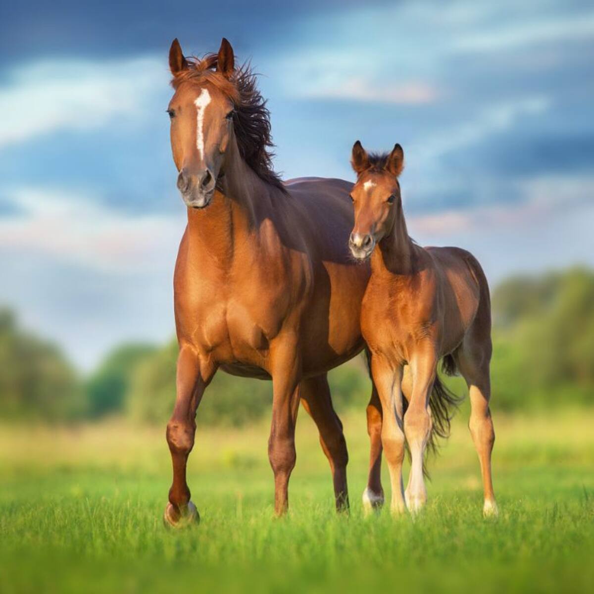 Hito científico en Chile: nace el primer caballo clonado en nuestro país