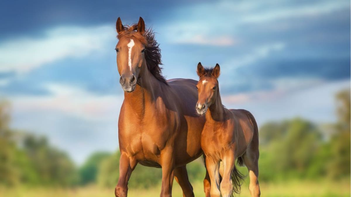 Hito científico en Chile: nace el primer caballo clonado en nuestro país