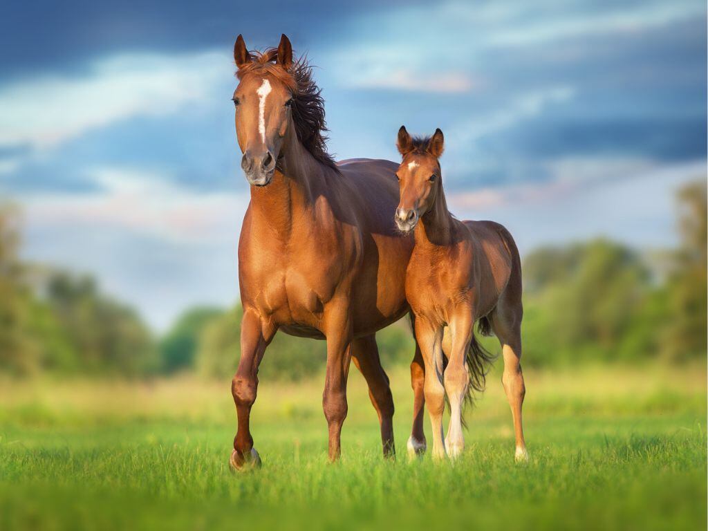 Hito científico en Chile: nace el primer caballo clonado en nuestro país