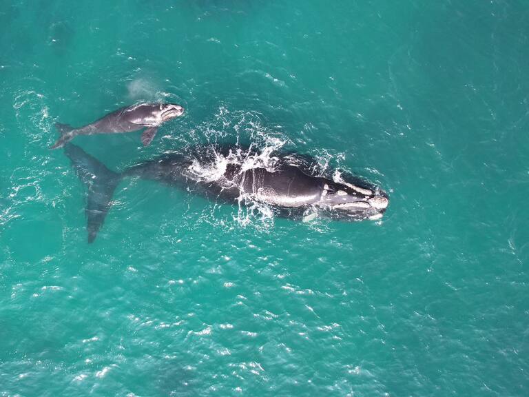 Ballena franca austral y su cría son avistadas en bahía de Antofagasta: autoridades activan medidas de resguardo