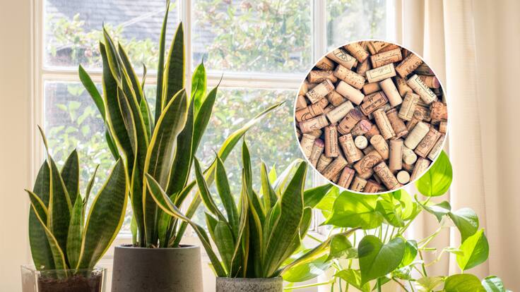 Por qué deberías poner corchos en la tierra de las plantas que tienes en casa: aportan varios beneficios