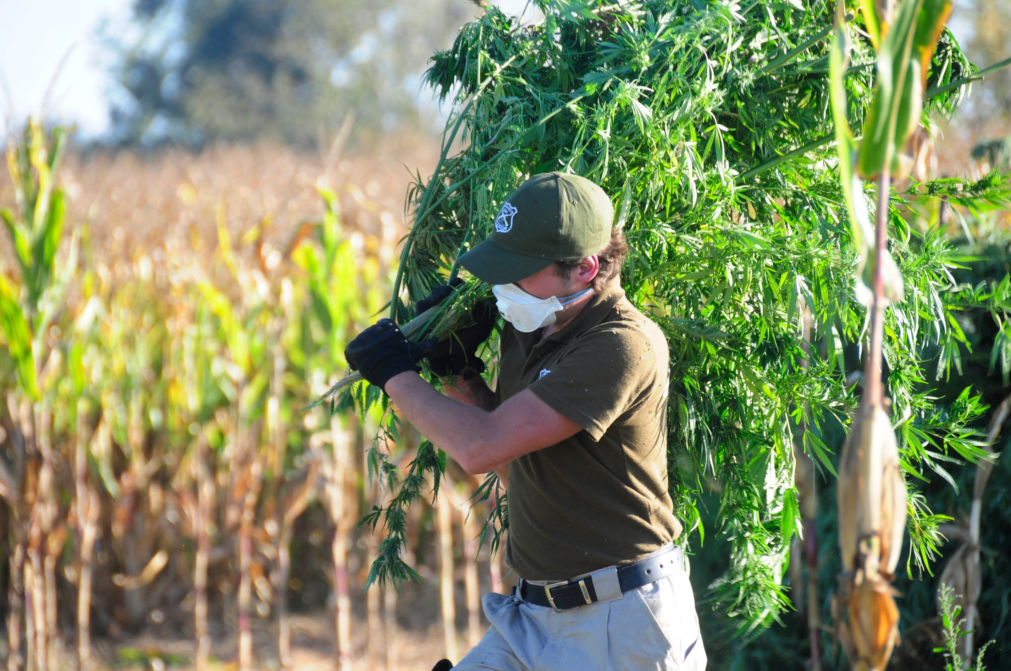 Justicia dicta penas de hasta 18 años por mayor incautación de marihuana en el Valle de Elqui