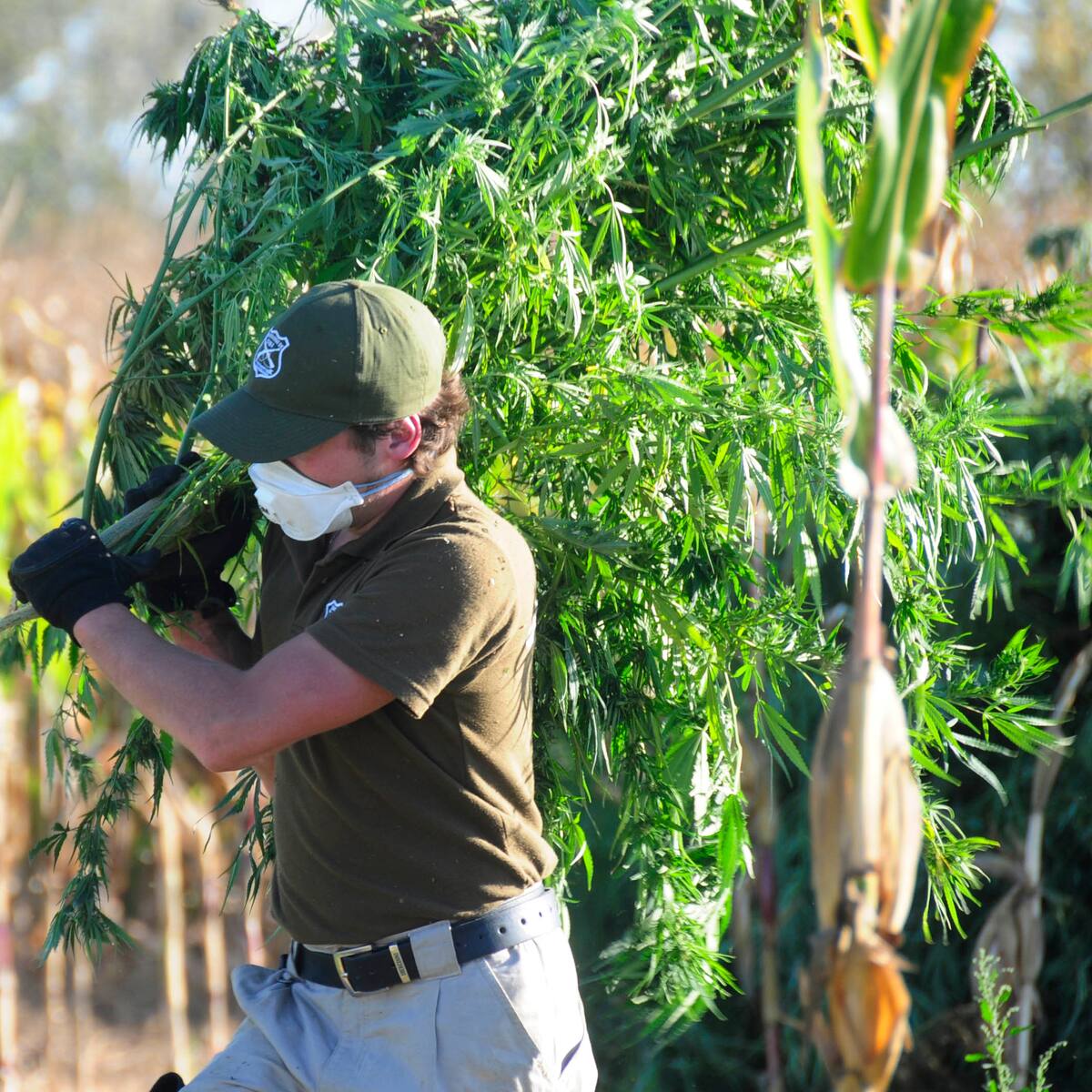 Histórico decomiso en O’Higgins: incautan 11 mil 400 plantas de marihuana en el límite entre Rengo y San Fernando