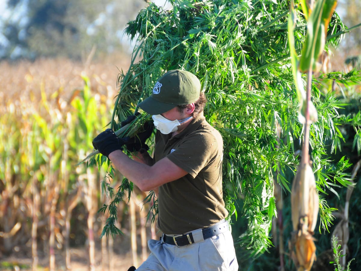 Justicia dicta penas de hasta 18 años por la mayor incautación de marihuana en el Valle de Elqui