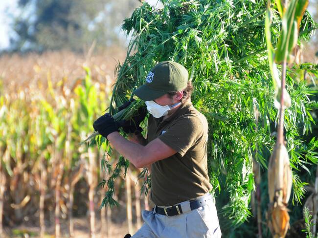 Justicia dicta penas de hasta 18 años por mayor incautación de marihuana en el Valle de Elqui