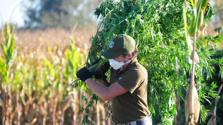 Justicia dicta penas de hasta 18 años por la mayor incautación de marihuana en el Valle de Elqui