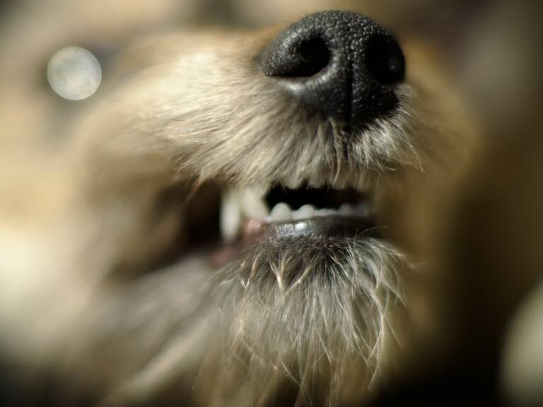 Le quitó el collar para que no la vincularan: condenan a mujer por ataque de su perro a niña en Punta Arenas