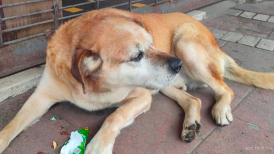 “Don Luis Apolo”: El perro más querido de Osorno que pide y come galletas