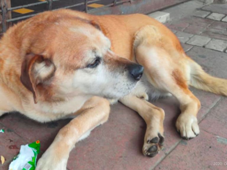 “Don Luis Apolo”: El perro más querido de Osorno que pide y come galletas