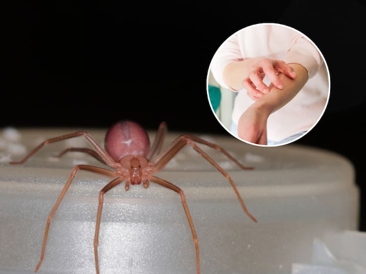 Araña de rincón en Chile: en qué lugar de la casa podría estar presente ...
