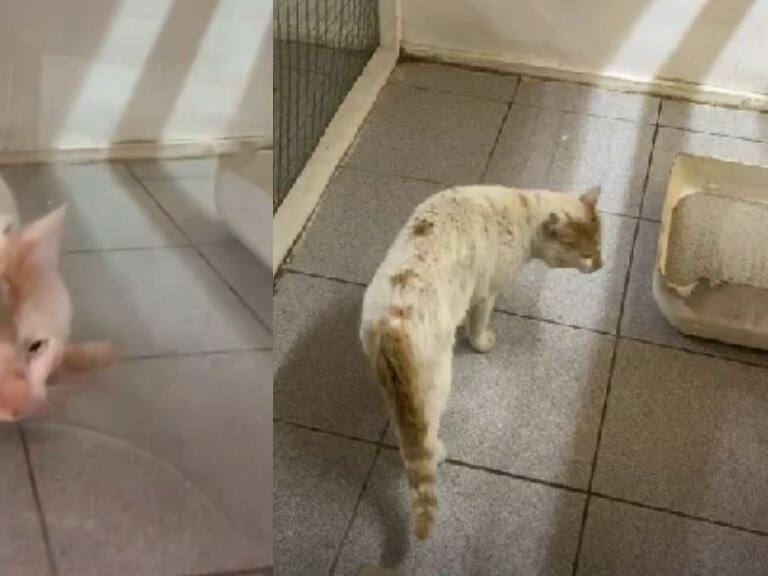 Colegio Médico Veterinario actualiza el estado de salud de gato que se lanzó al río Cachapoal durante sistema frontal