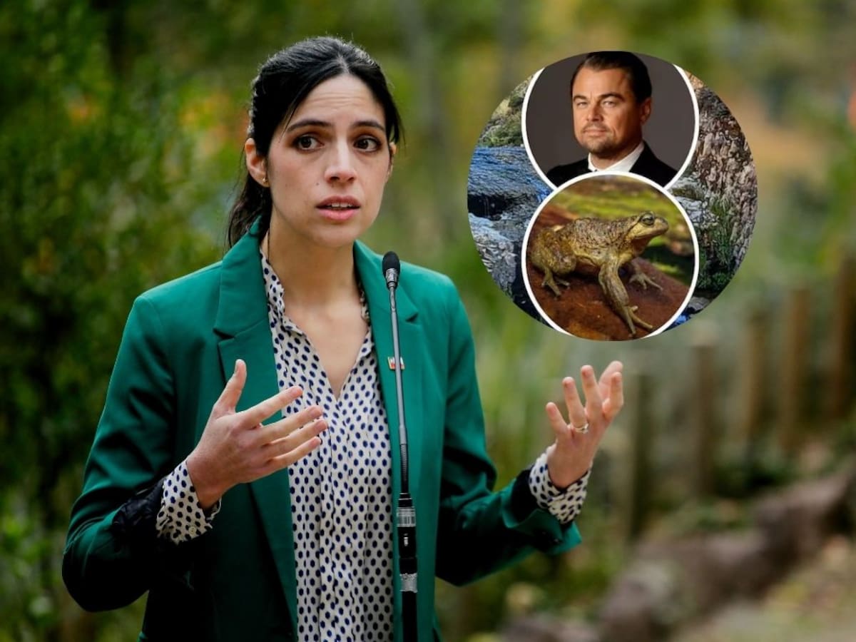 DiCaprio alertó por la rana Pehuenche en Chile: esto respondió la ministra del Medio Ambiente