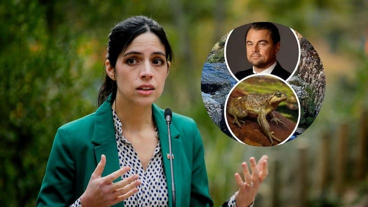 DiCaprio alertó por la rana Pehuenche en Chile: esto respondió la ministra del Medio Ambiente