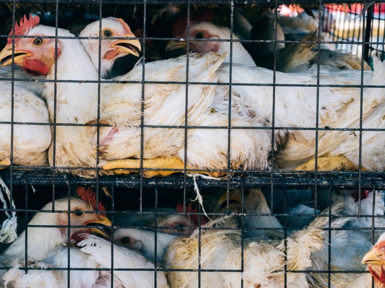 Infectólogo por gripe aviar en Chile: «Lo bueno es que esta influenza tiene escasa o nula transmisión a humanos»