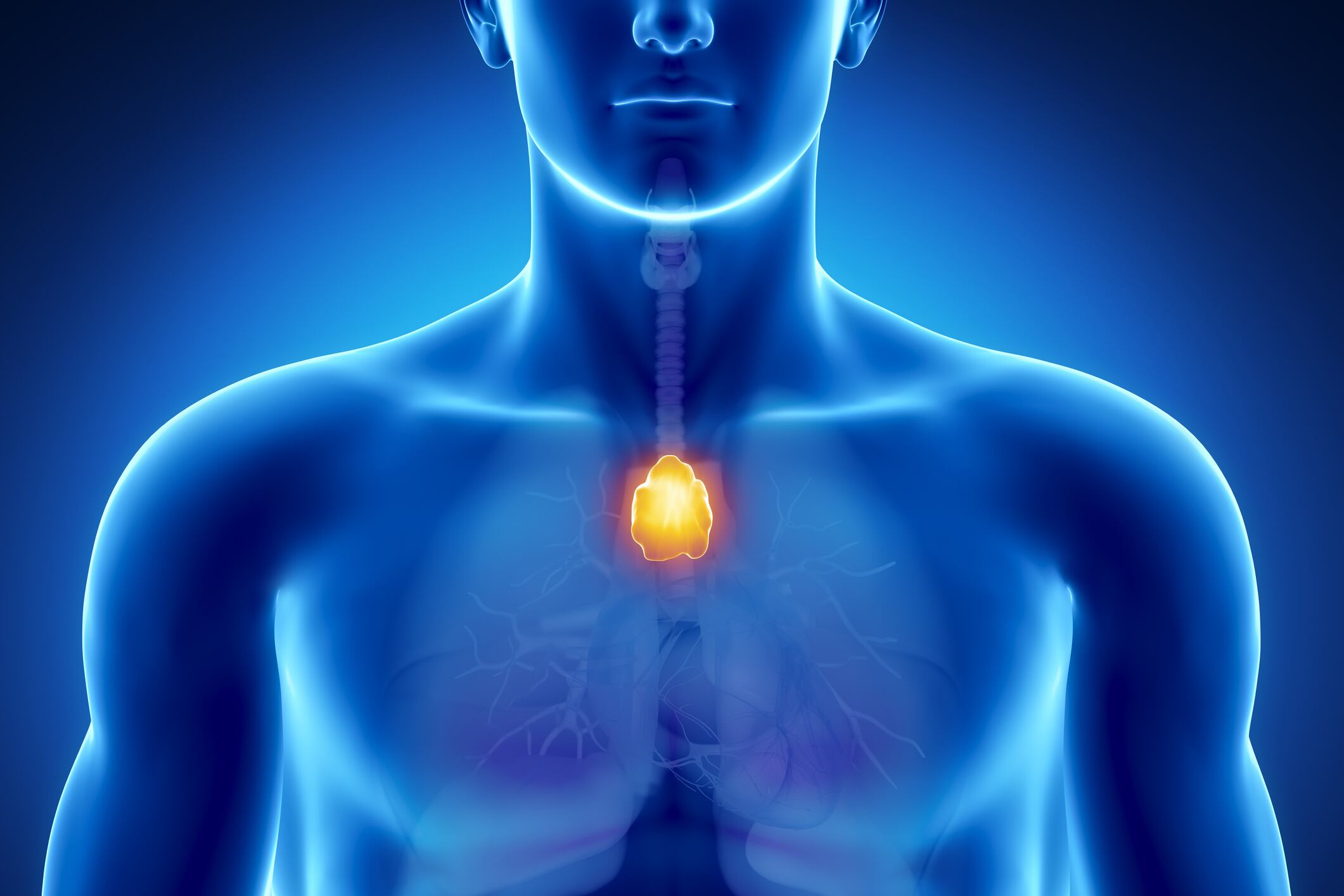 Male anatomy of human organs in x-ray view