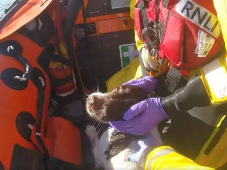 «Se fue a perseguir gaviotas y no volvió»: La aventura marítima de un perro que tuvo que ser rescatado