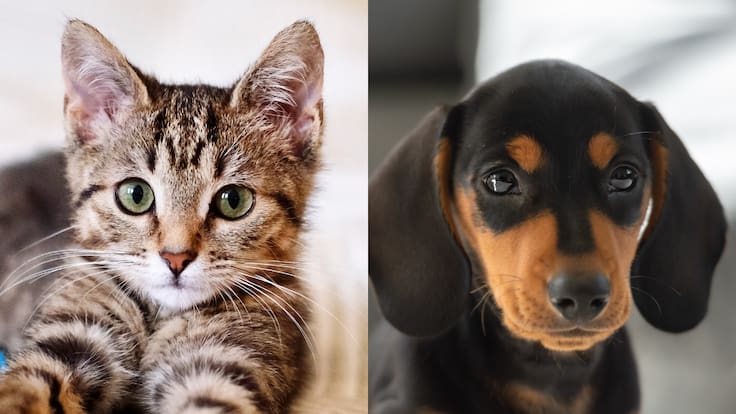 Si estás pensando en adoptar un cachorro o gatito en días de calor, esto es lo que debes saber
