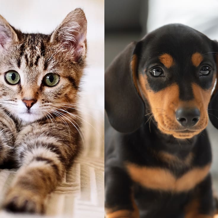 Si estás pensando en adoptar un cachorro o gatito en días de calor, esto es lo que debes saber