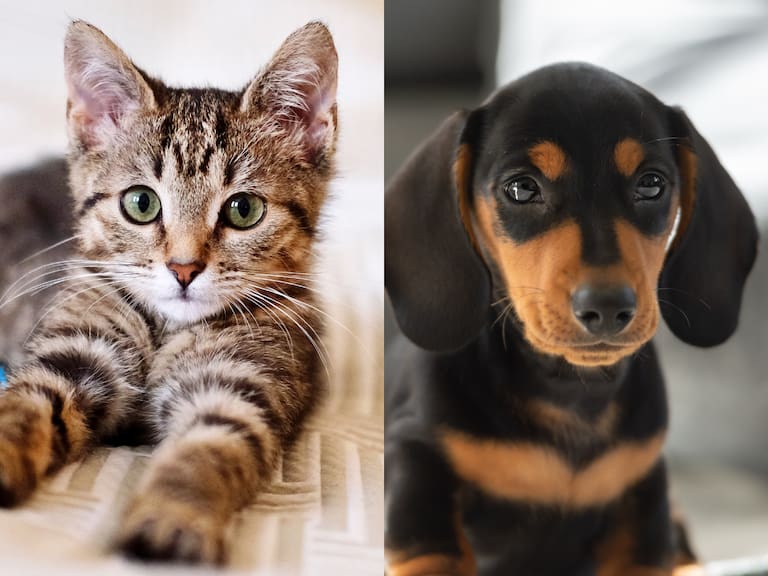 Si estás pensando en adoptar un cachorro o gatito en días de calor, esto es lo que debes hacer