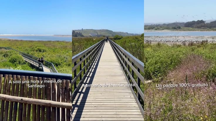 “Un santuario de la naturaleza”: el humedal a una hora y media de Santiago con casi 200 especies de aves (y cómo llegar)
